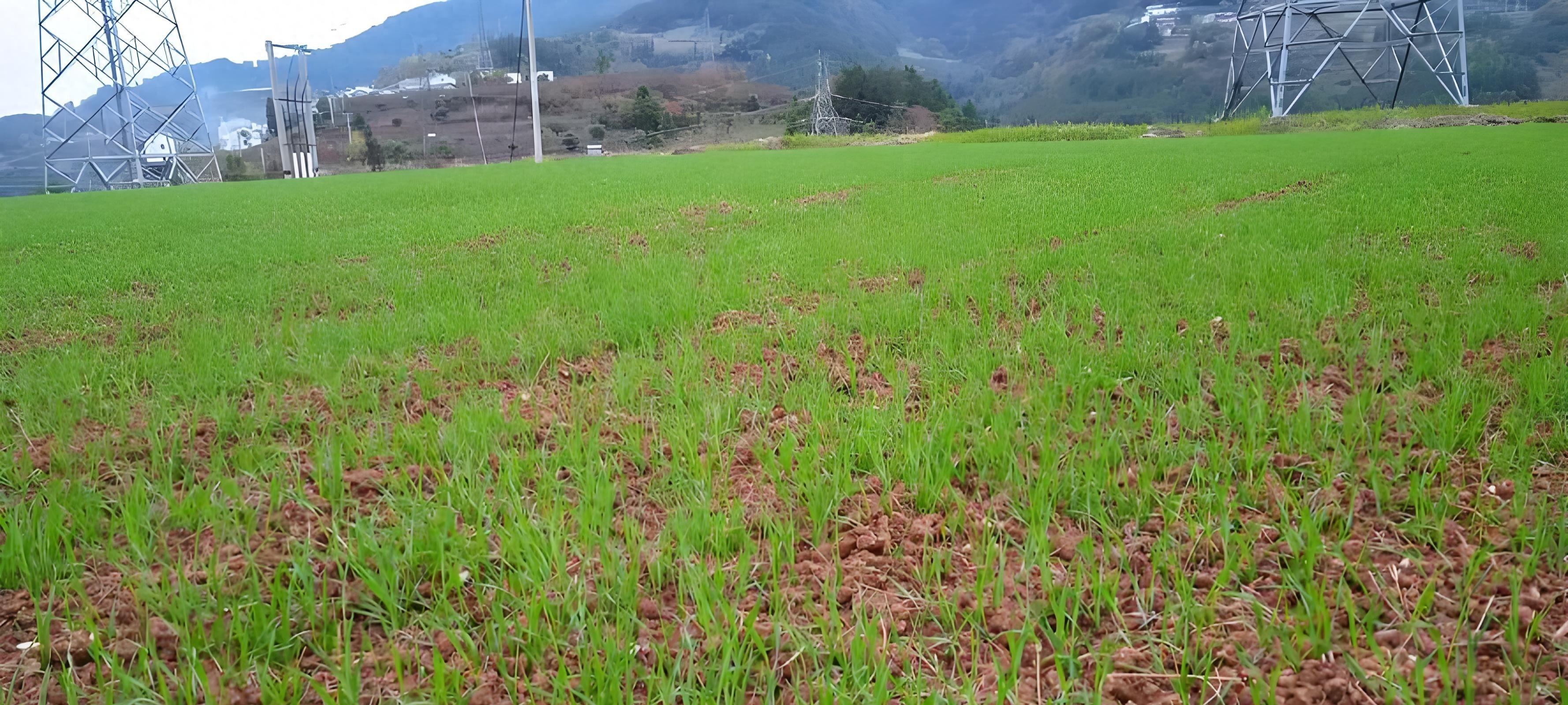 小麦高产7成靠种,3成靠管?老农实话:选不对种子,累死也白搭!