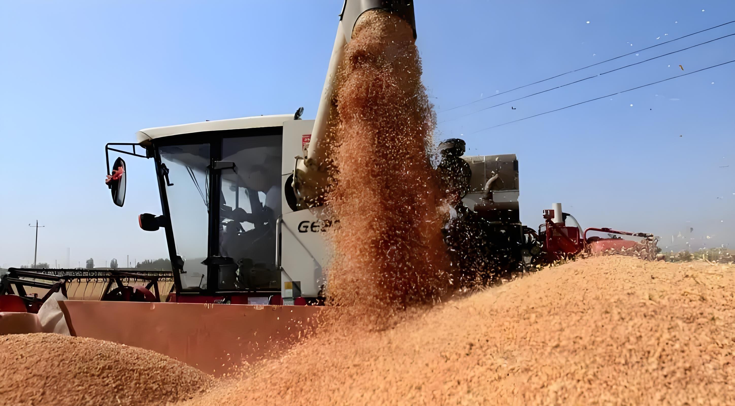 小麦高产7成靠种，3成靠管？老农实话：选不对种子，累死也白搭！