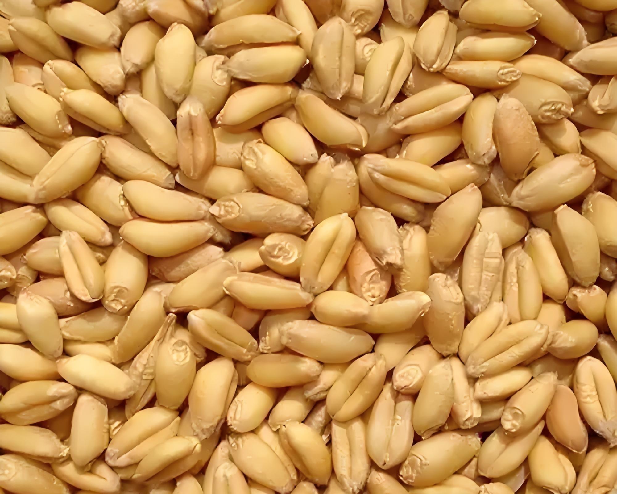 小麦高产7成靠种，3成靠管？老农实话：选不对种子，累死也白搭！