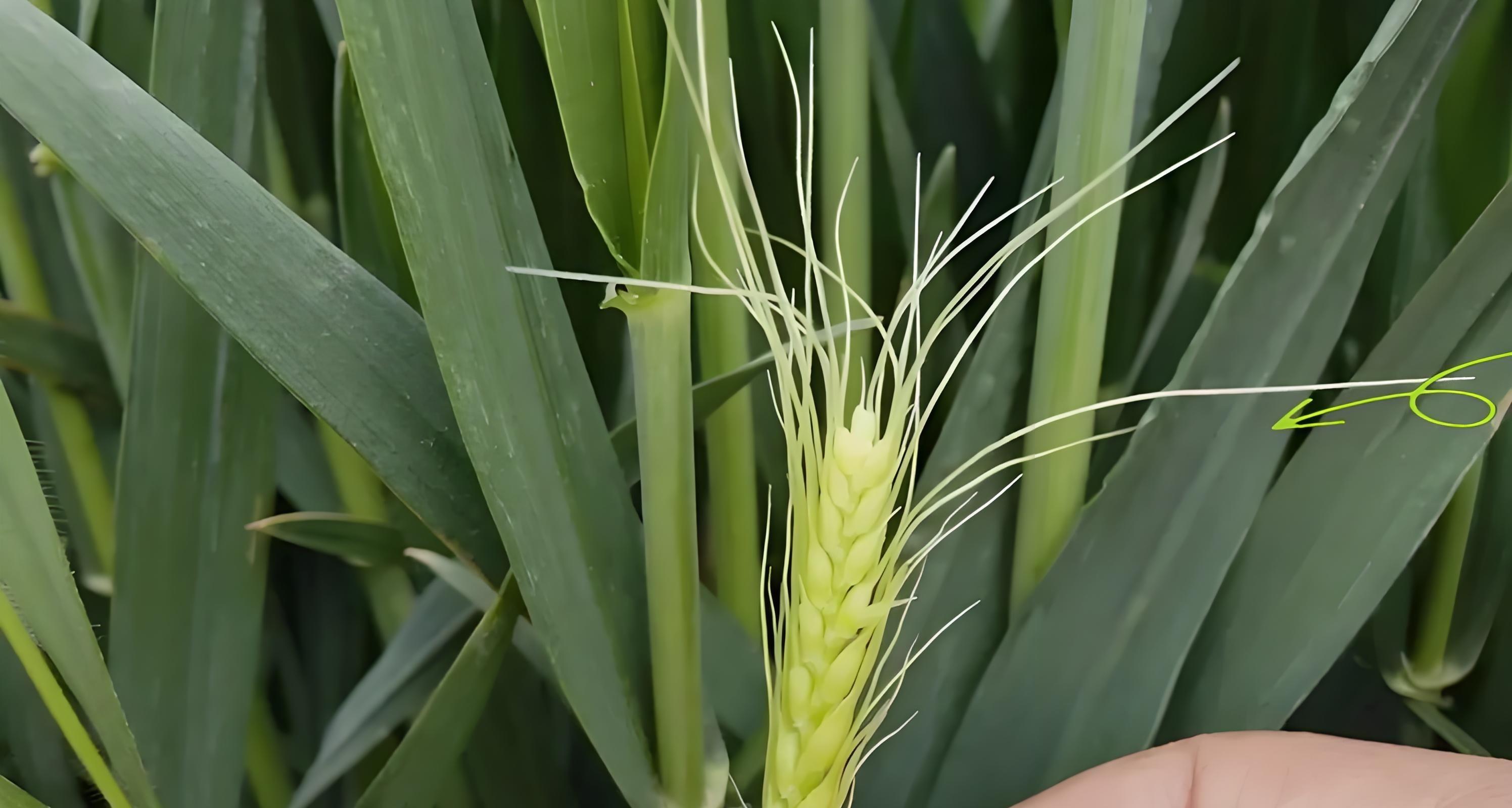 小麦高产7成靠种，3成靠管？老农实话：选不对种子，累死也白搭！