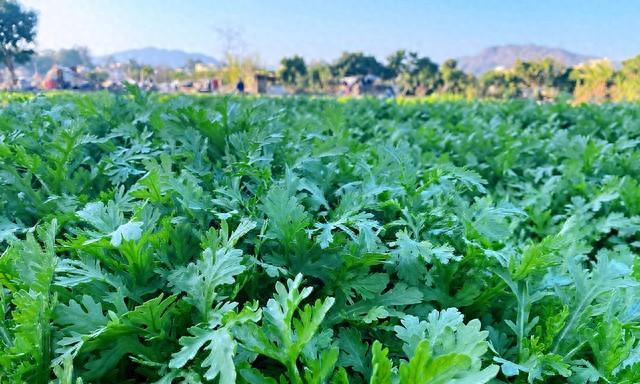 解决秋茼蒿生长慢难题!抓住“水肥临界点”,鲜嫩绿叶随手摘!