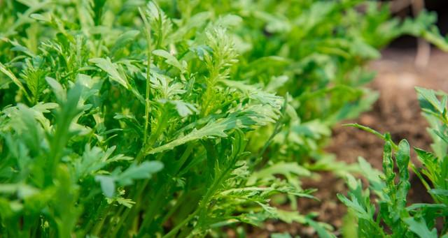 解决秋茼蒿生长慢难题！抓住“水肥临界点”，鲜嫩绿叶随手摘！