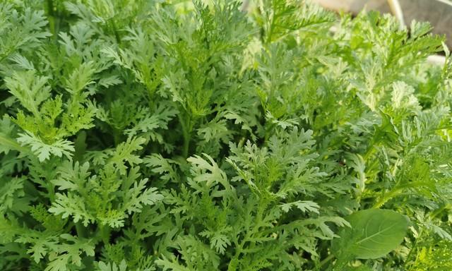 解决秋茼蒿生长慢难题！抓住“水肥临界点”，鲜嫩绿叶随手摘！