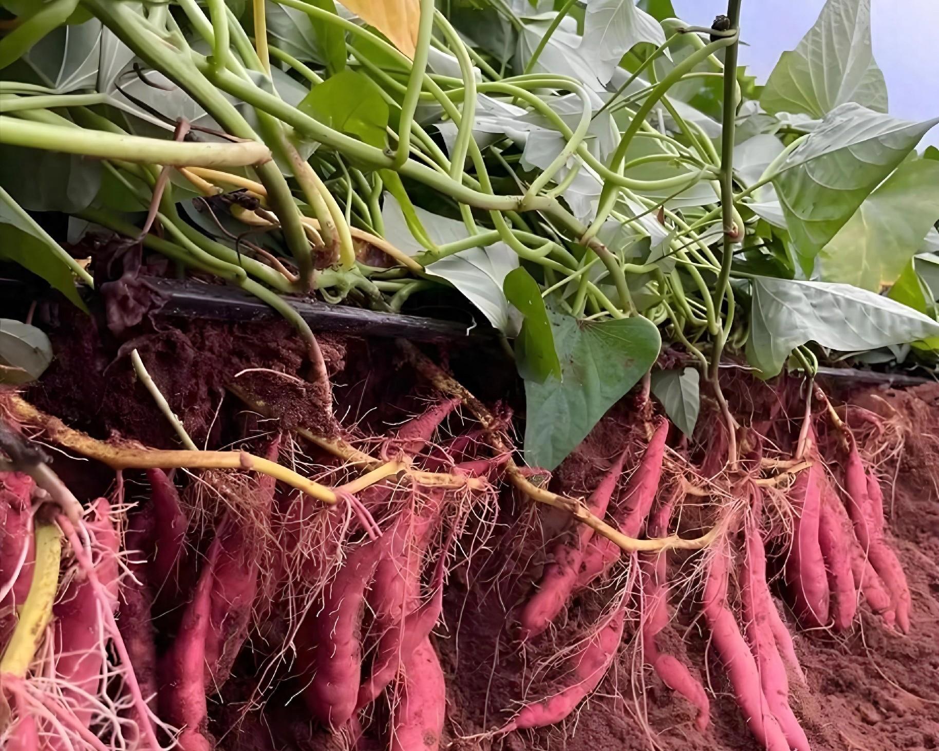 红薯根埋桶里，真能结红薯？老农教你3大诀窍，一桶轻松收10斤！