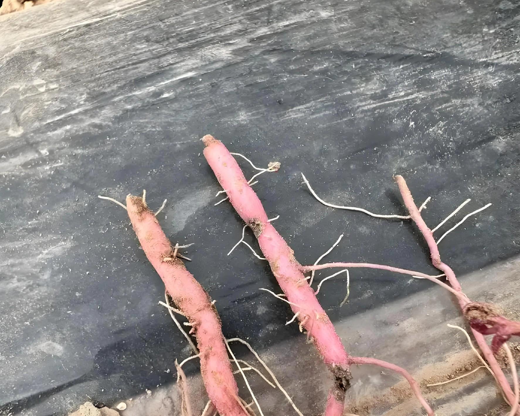 红薯根埋桶里，真能结红薯？老农教你3大诀窍，一桶轻松收10斤！