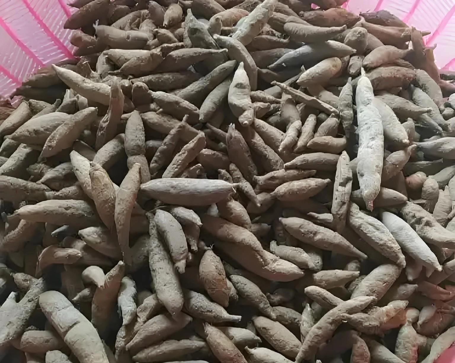 红薯根埋桶里，真能结红薯？老农教你3大诀窍，一桶轻松收10斤！