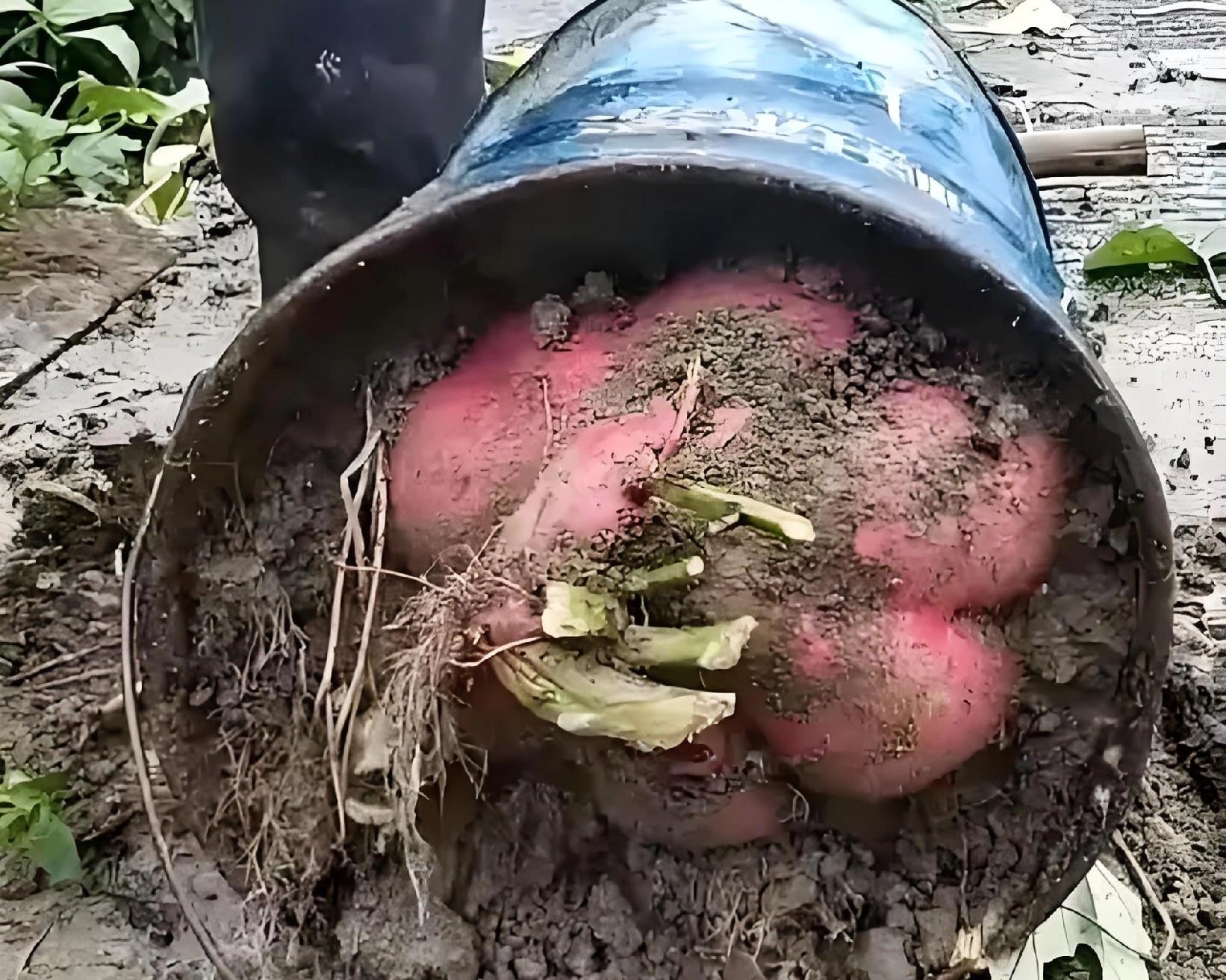 红薯根埋桶里，真能结红薯？老农教你3大诀窍，一桶轻松收10斤！