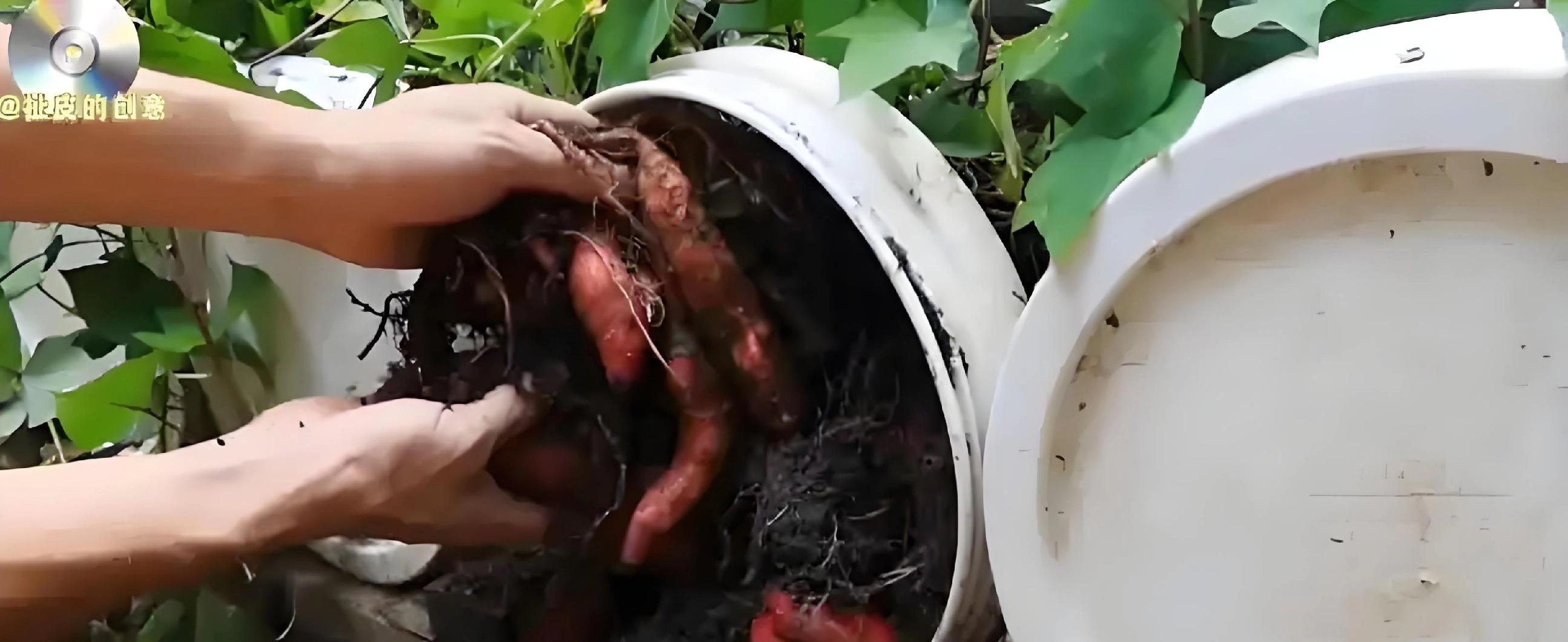 红薯根埋桶里，真能结红薯？老农教你3大诀窍，一桶轻松收10斤！