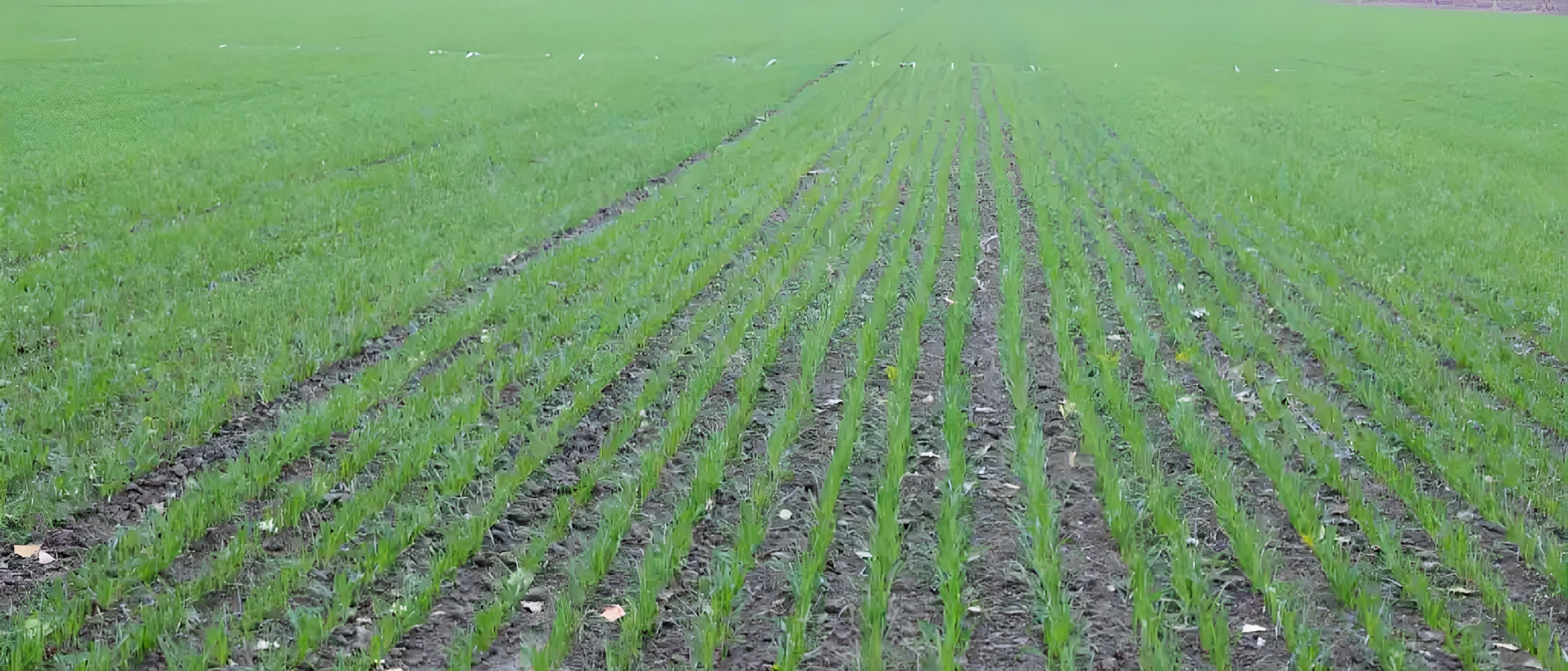 播种后7天还是15天出苗？出苗就浇水=踩雷！老农3句话点透