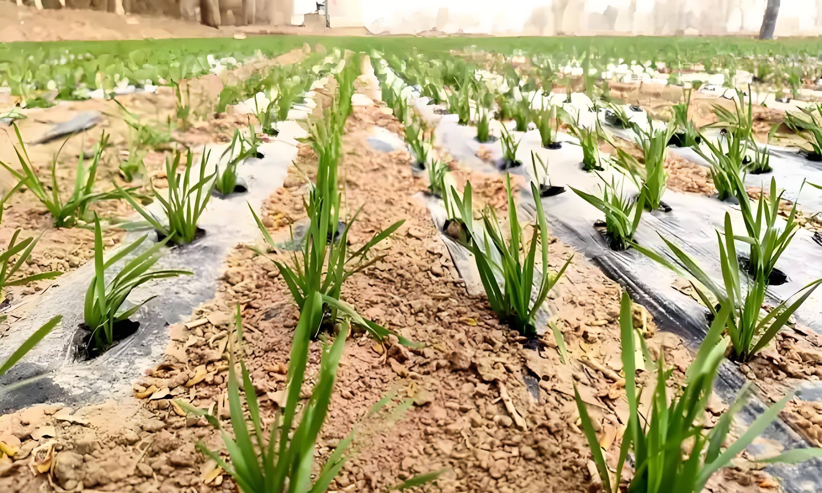 播种后7天还是15天出苗？出苗就浇水=踩雷！老农3句话点透