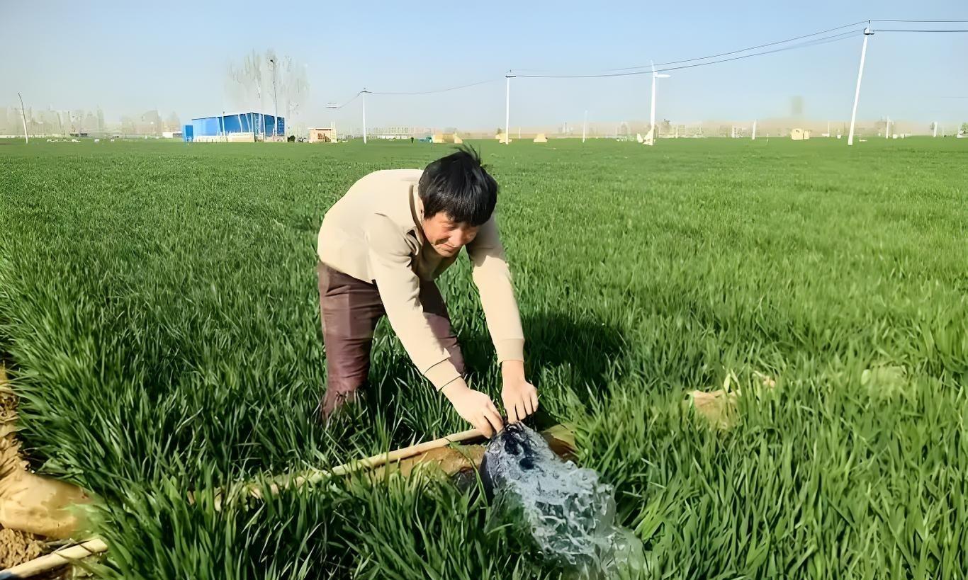 播种后7天还是15天出苗？出苗就浇水=踩雷！老农3句话点透