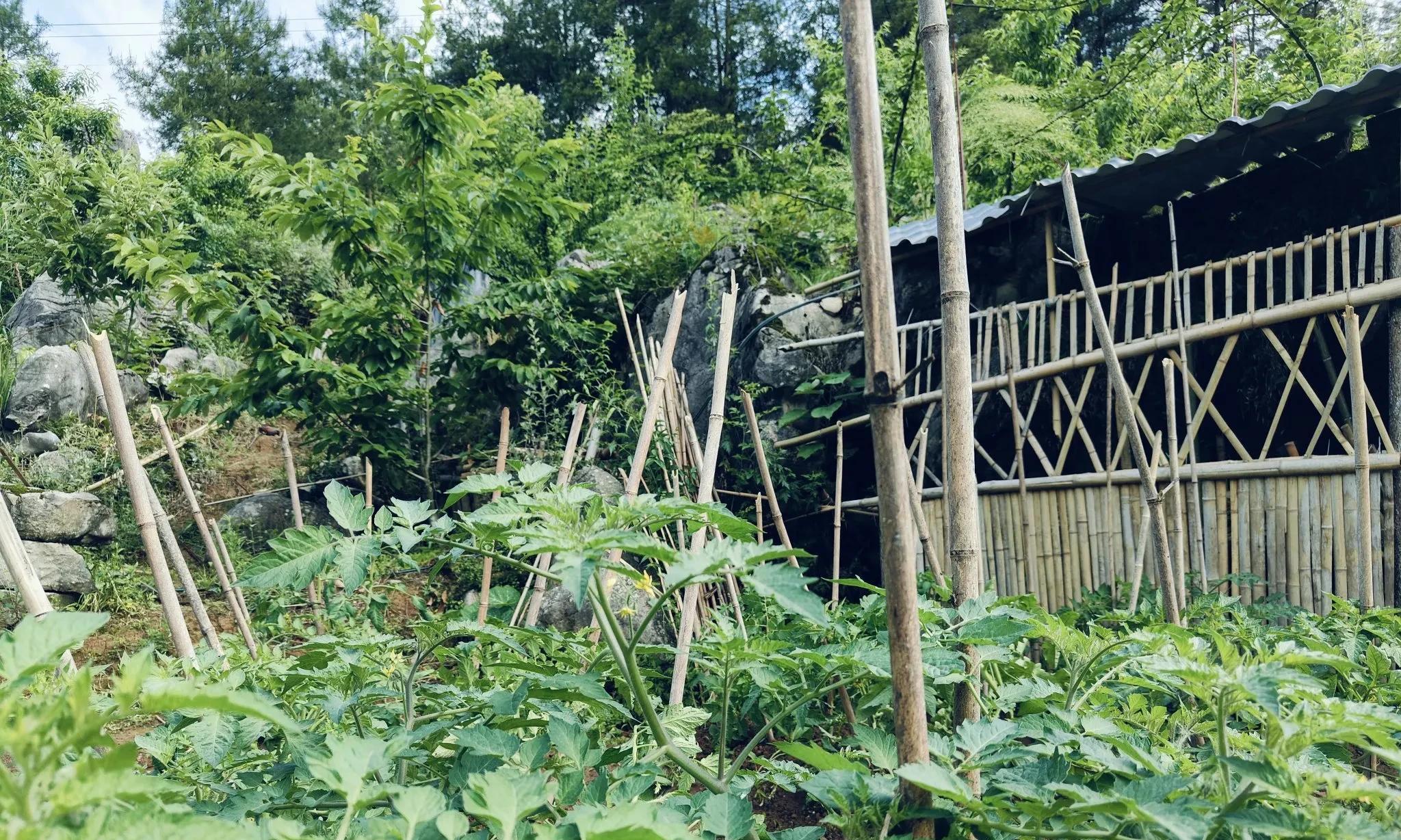 82年43岁，种菜后才知道，中年后的生活不要硬扛，寄情菜园更舒服