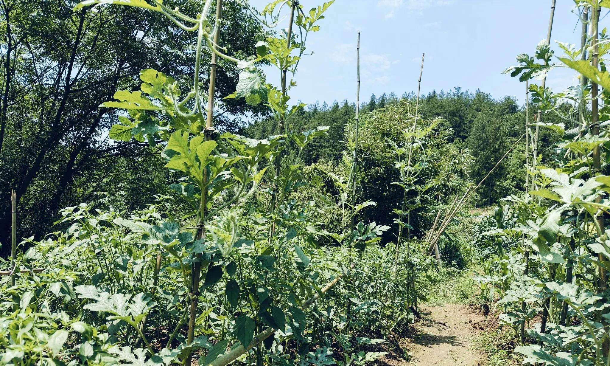 82年43岁，种菜后才知道，中年后的生活不要硬扛，寄情菜园更舒服