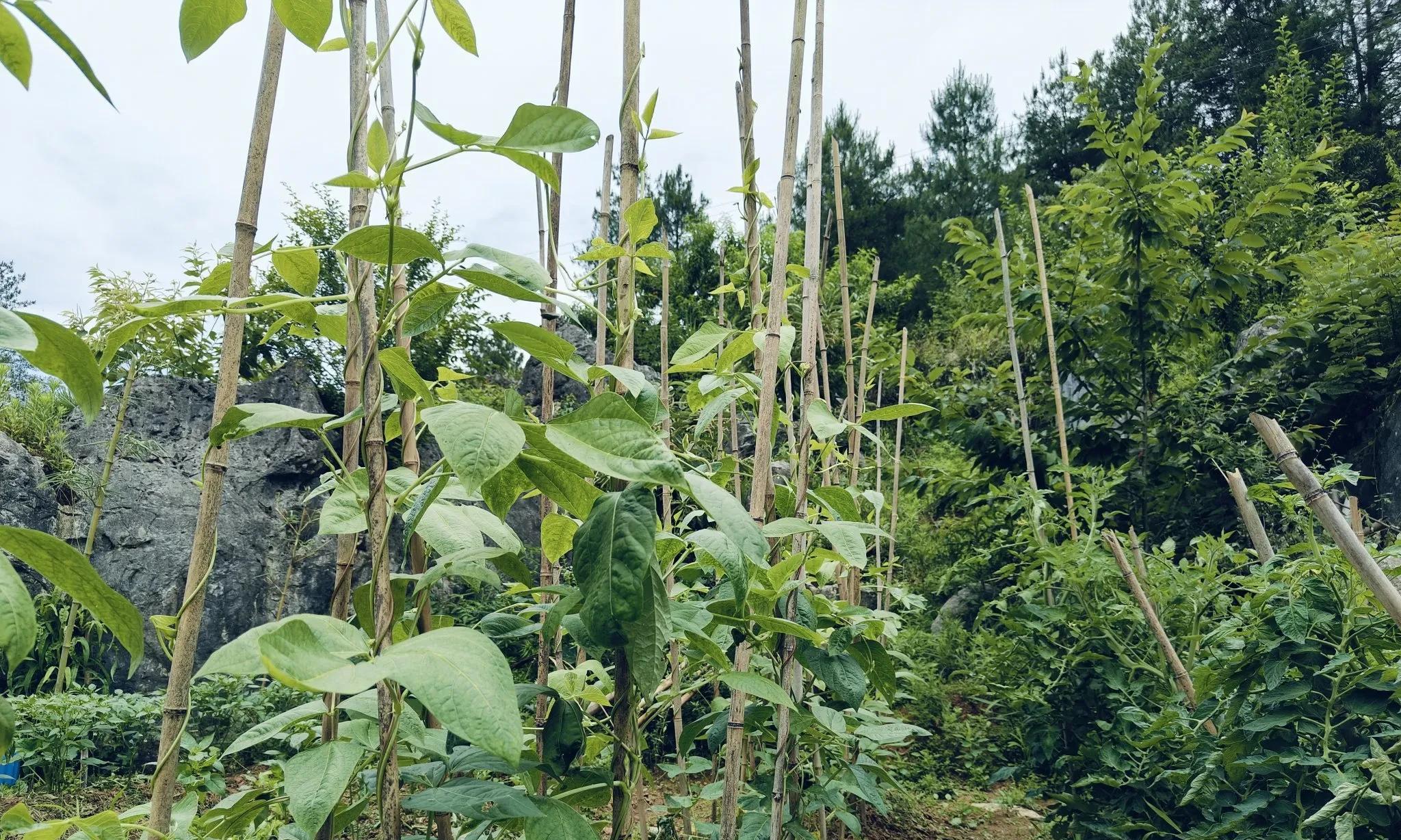 82年43岁，种菜后才知道，中年后的生活不要硬扛，寄情菜园更舒服