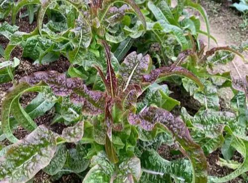 82年43岁，种菜后才知道，中年后的生活不要硬扛，寄情菜园更舒服