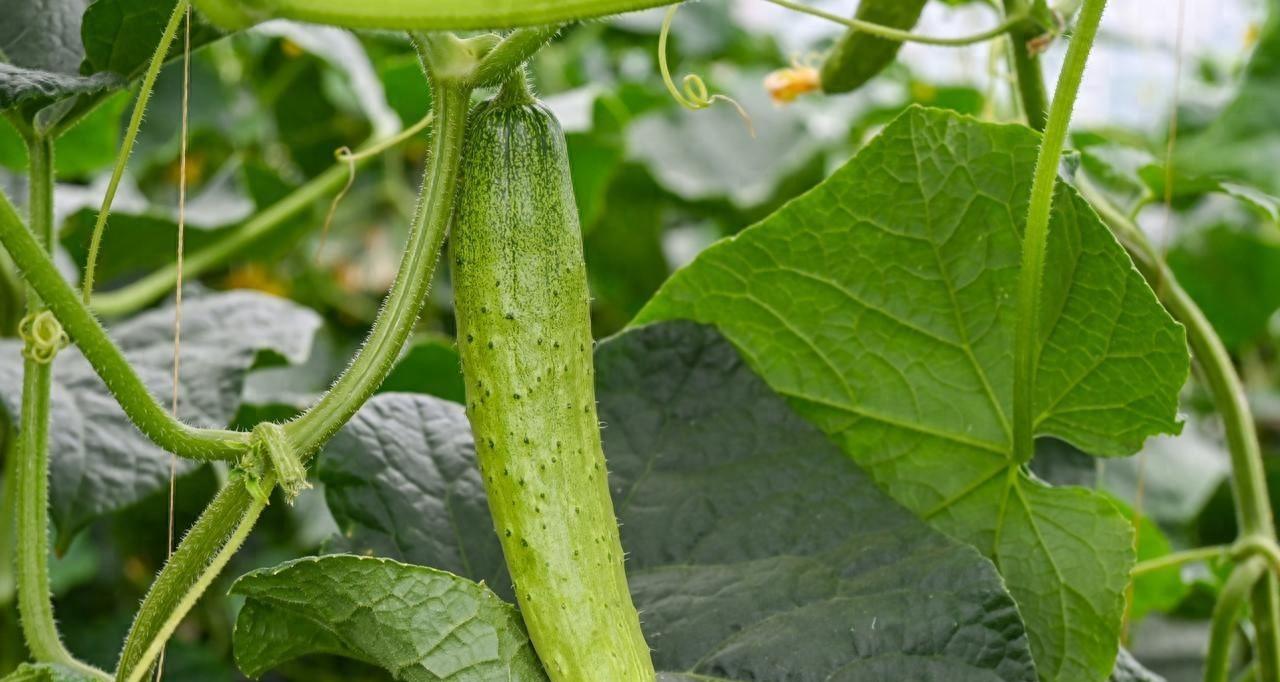 种菜最容易踩到的几个坑，十个有八个中招，你敢说没有踩到吗