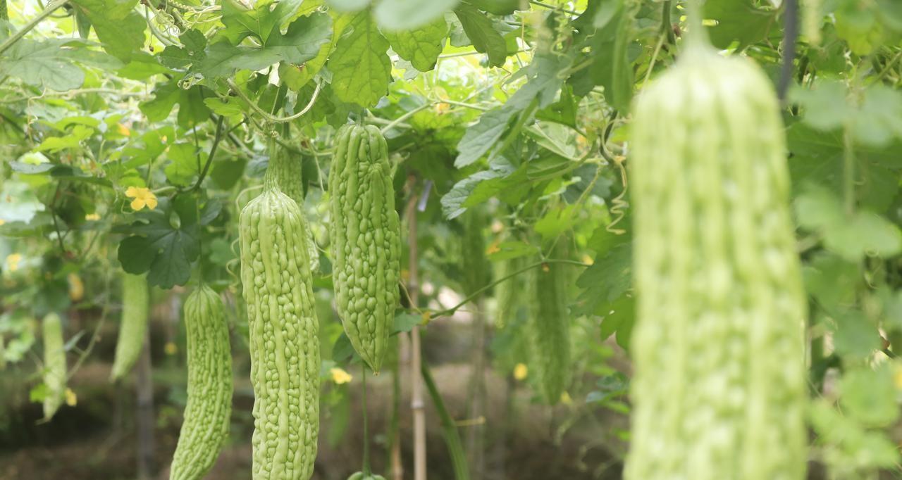 种菜最容易踩到的几个坑，十个有八个中招，你敢说没有踩到吗