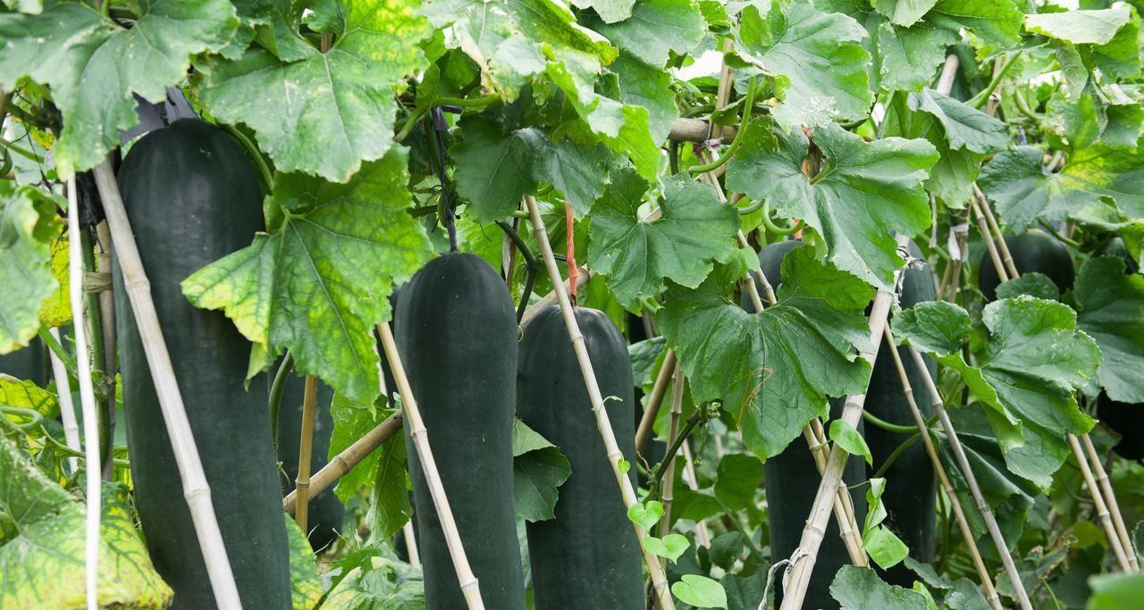 种菜最容易踩到的几个坑，十个有八个中招，你敢说没有踩到吗