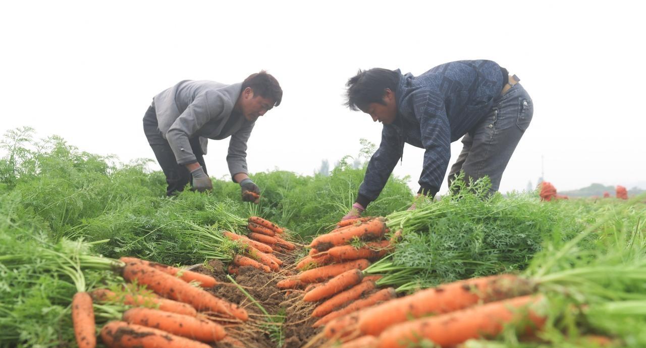 种菜最容易踩到的几个坑，十个有八个中招，你敢说没有踩到吗