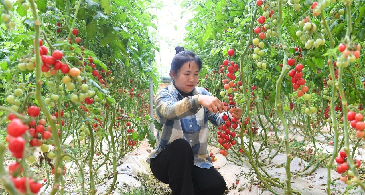 种菜最容易踩到的几个坑，十个有八个中招，你敢说没有踩到吗