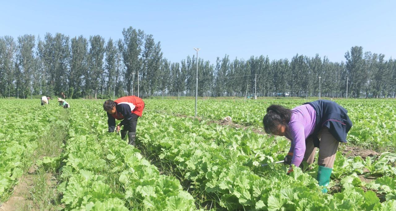 种菜最容易踩到的几个坑，十个有八个中招，你敢说没有踩到吗