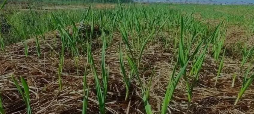 千万别忽视！露地越冬大蒜立冬前这事做不对，蒜就废了