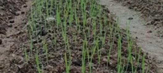 千万别忽视！露地越冬大蒜立冬前这事做不对，蒜就废了