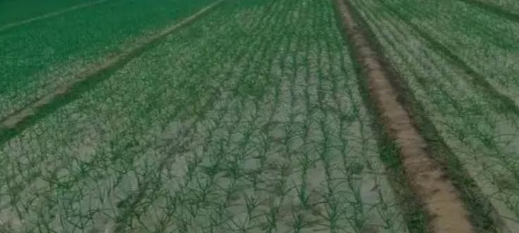 千万别忽视！露地越冬大蒜立冬前这事做不对，蒜就废了