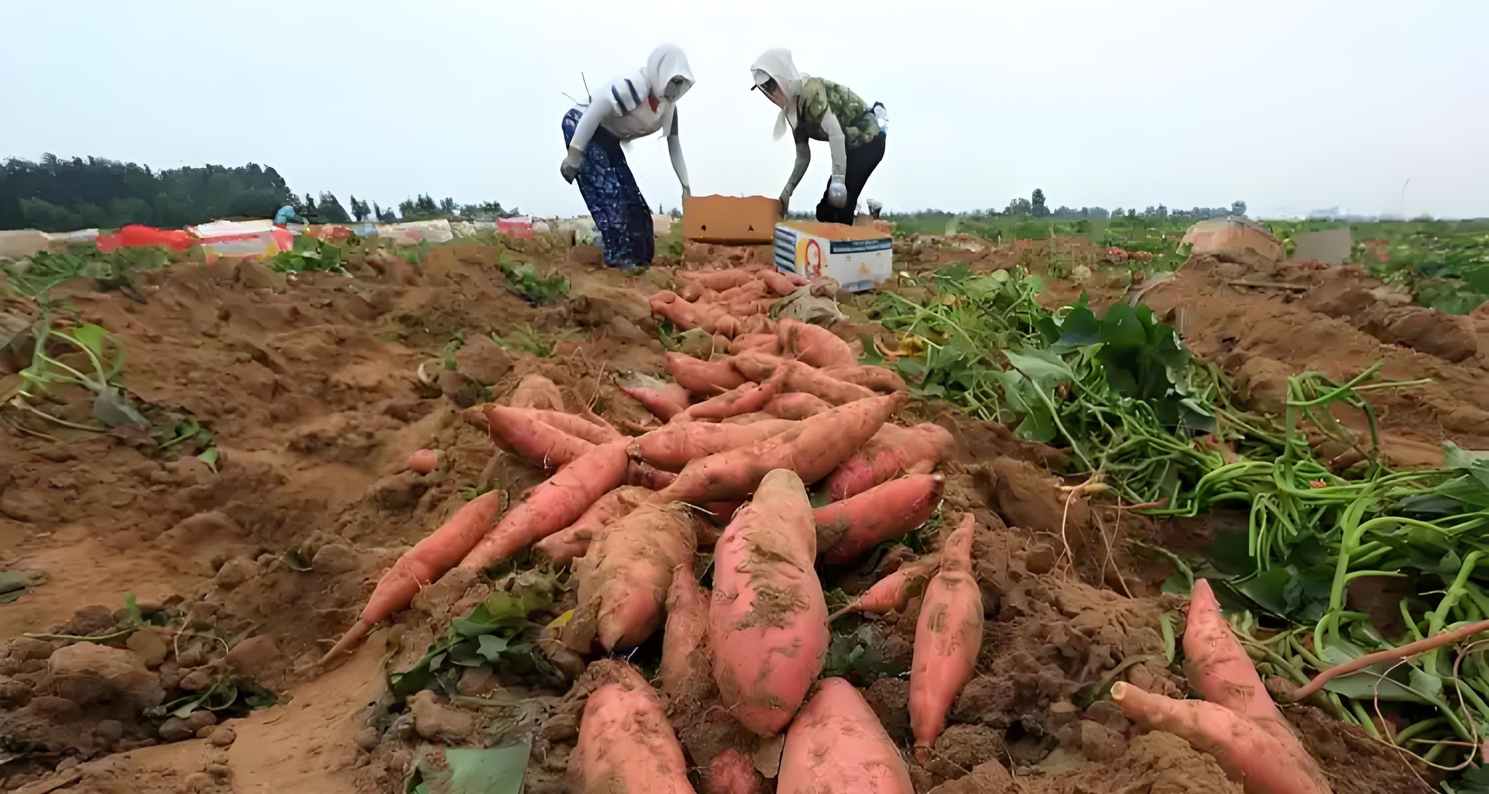 红薯想高产？3大“狠招”缺一不可！