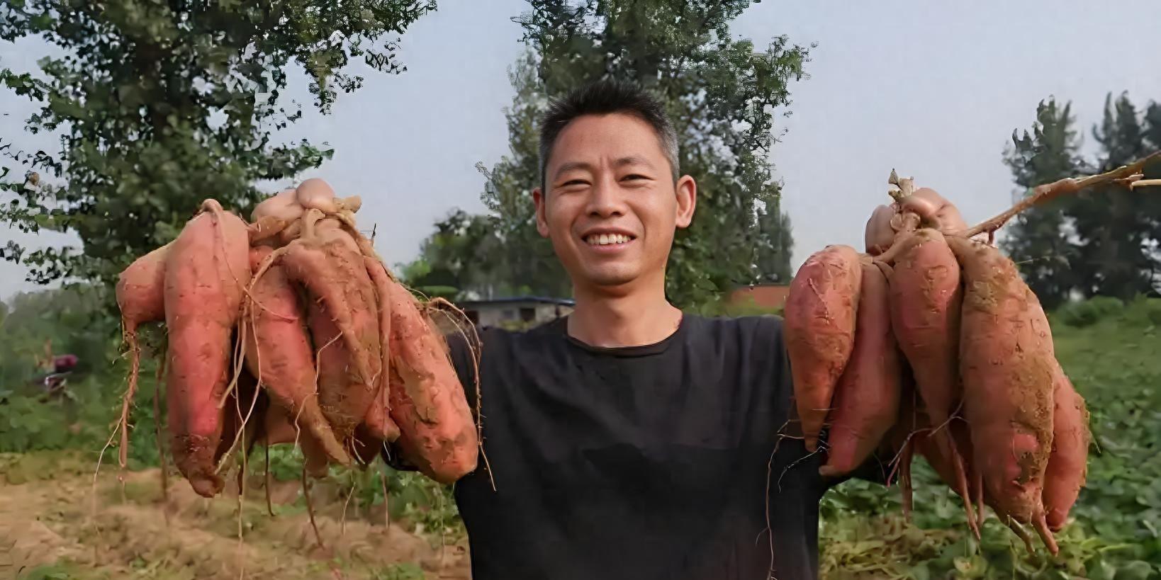 红薯想高产?3大“狠招”缺一不可!