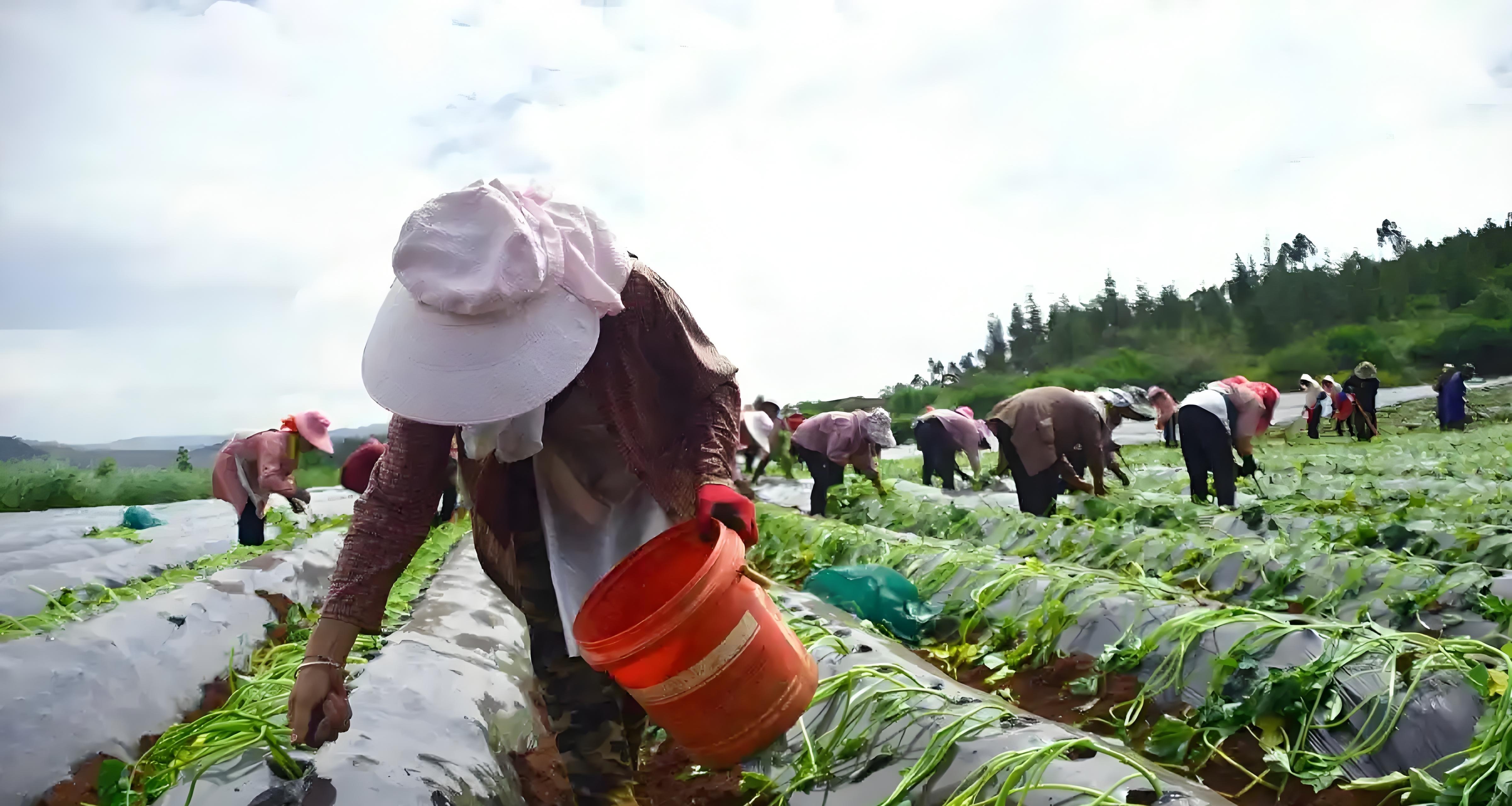 红薯想高产？3大“狠招”缺一不可！
