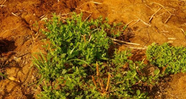 菜园里这6种常见杂草别急着拔!个个都是宝,现在认识还来得及