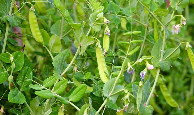 苗旺不经冻！寒潮来袭前，给豌豆蚕豆穿上防寒三件套，安全越冬！