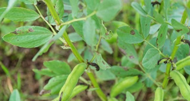 苗旺不经冻!寒潮来袭前,给豌豆蚕豆穿上防寒三件套,安全越冬!