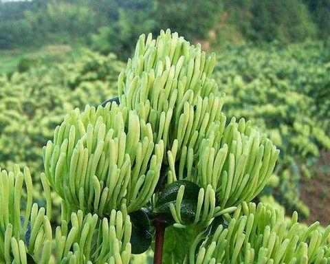 金银花通常生长在哪些地方？如何正确识别？