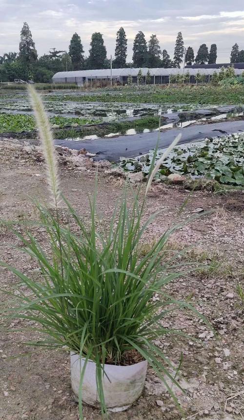 狼尾草是多年生植物吗？如何正确养护？