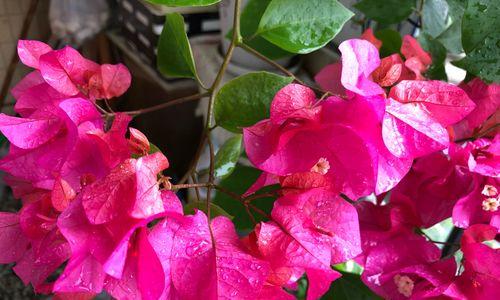 三角梅多久开花一次？如何促进三角梅开花？