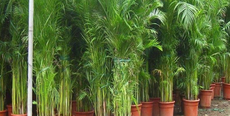 凤尾竹适合在室内养吗？室内养护凤尾竹的注意事项是什么？