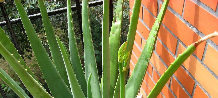 芦荟可以生吃吗?生吃芦荟的正确方法和注意事项是什么?