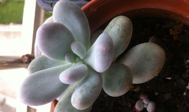 桃美人爆盆技巧是什么？如何实现盆栽爆盆效果？