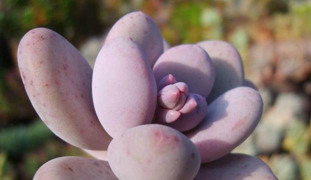 桃美人爆盆技巧是什么?如何实现盆栽爆盆效果?