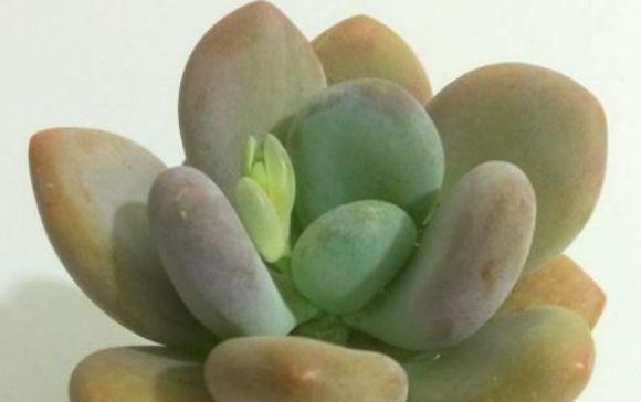 桃美人爆盆技巧是什么？如何实现盆栽爆盆效果？