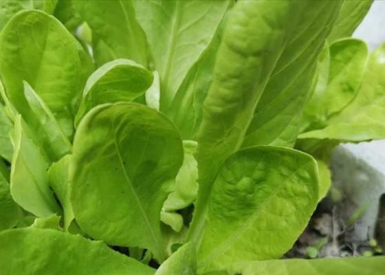 生菜几月份种植最合适？如何确保高产？