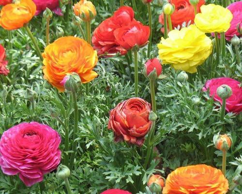 洋牡丹是多年生植物吗？了解其生长周期和特点