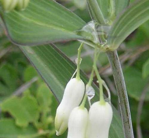 黄精有哪些神奇功效?如何正确食用黄精?