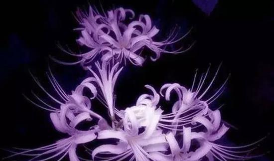 曼珠沙华（绽放夜空的神秘之花）