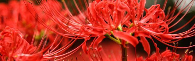 曼珠沙华（绽放夜空的神秘之花）