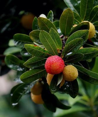 杨梅几年开花结果?种植杨梅需要多少年才能结果?_花植网