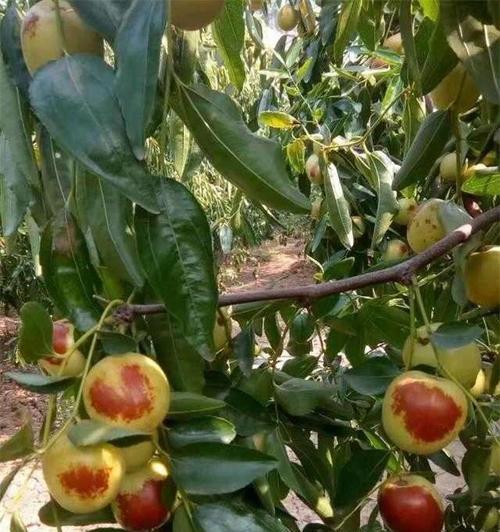 冬枣什么时候成熟？如何确定最佳采摘时间？