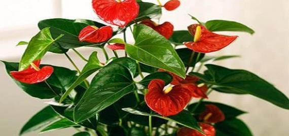 以蔷薇花代表尊贵的魅力（传递尊贵与美丽的玫瑰花）